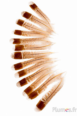 Haselhuhn -  gebleicht - 11-13 cm - braun-creme